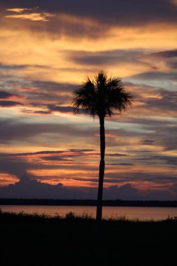 Gün batımına karşı deniz kenarında bir palmiye ağacının dikey görüntüsü.