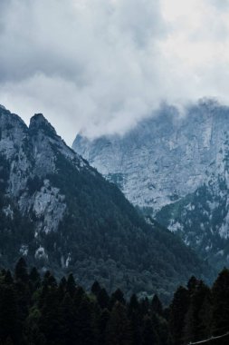 Dağlardaki yeşil ormanların güzel manzarası