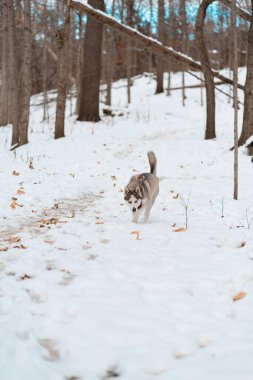 Karlı bir parkta yürüyen muhteşem bir Husky 'nin dikey görüntüsü.