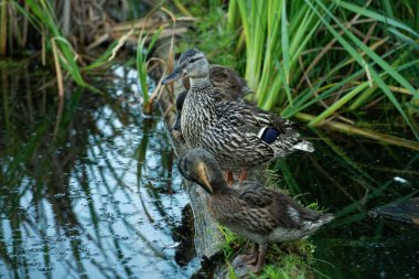 Göldeki bir bitkinin üzerinde iki ördeğin yakın plan çekimi.