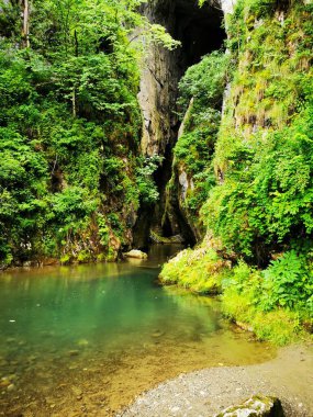 Bir nehrin dikey görüntüsü ve aşırı gelişmiş bitki örtüsü ile kayalıklar.