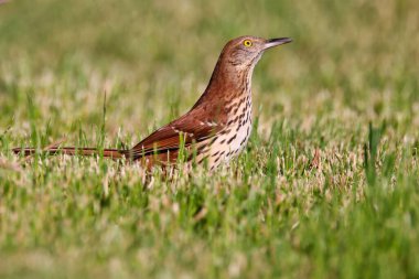 Gündüz vakti çayırda Brown Thrasher 'ın yakın çekimi.