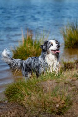 Islak bir Avustralyalı çobanın seçici odağı