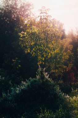 Sonbahar ormanının dikey görüntüsü.