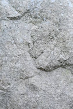 Büyük gri bir arka planın dikey çekimi.