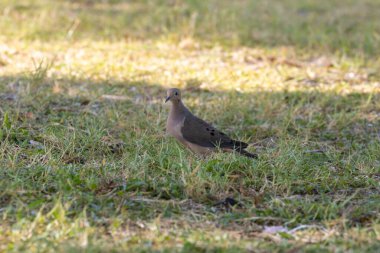 Çayırda duran şirin bir Streptopelia 'nın yakın çekimi.