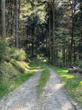Kozalaklı orman boyunca küçük dar yol, dikey