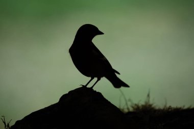 Yeşil arka planda bir taşın üzerine tünemiş bir kuş silueti.