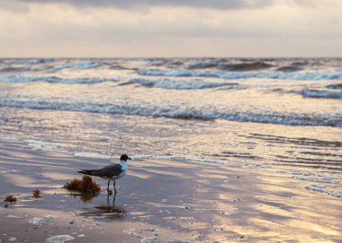 Kumsalda duran ve bulutlu bir günde dalgalı denize bakan bir martı.