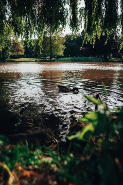 İçinde küçük bir ördeğin yüzdüğü yansıtıcı bir gölün dikey görüntüsü.