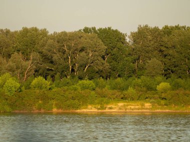 Güneşli bir günde sakin bir gölün yanında güzel, yeşil bir orman.