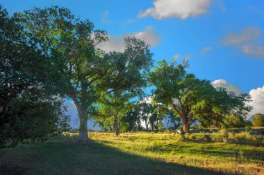 Yeşil ağaçlar çimenli bir tarlada Bulutlu bir gökyüzüne karşı