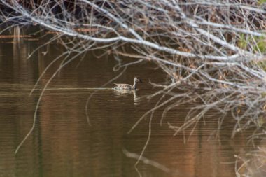 Su yüzeyinde yüzen ördeğin güzel bir görüntüsü.