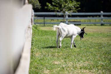 Yeşil bir çiftlikteki siyah beyaz bir keçinin arka görüntüsü