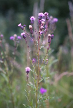 Seçici odak noktasında dikey alan devedikenleri görüntüsü