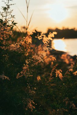 Gün batımında gölün yakınında dikey bir bitki görüntüsü.