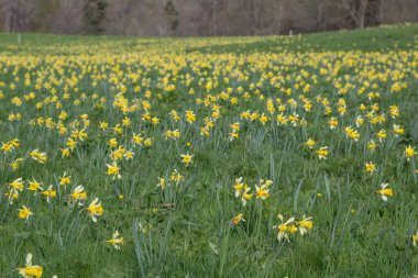 Fransa, Le Chambon-sur-Lignon 'da sarı nergislerden oluşan güzel bir tarla