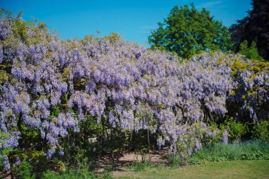 İlkbaharda çiçek açan muhteşem Çin salkımı.