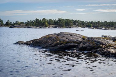 Akvaryumdaki kızgın ve komik suratlı bir balığın yakın plan fotoğrafı.