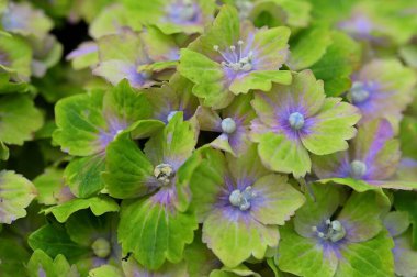 Hydrangea popüler süs bitkileridir ve dünyanın birçok yerinde yetiştirilir..