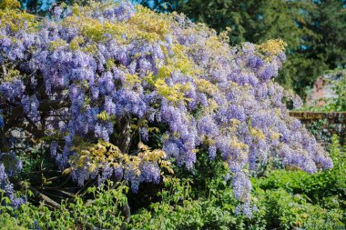 Muhteşem, çiçek açan Çin salkımı ağacı baharda
