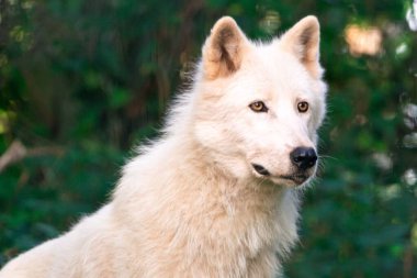 Yeşil bulanık bir arkaplanda beyaz bir Arktik Kurdun Portresi (Canis lupus arctos)