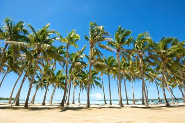 Parlak bir gökyüzünün altındaki tropik bir adanın kıyısındaki yüksek palmiye ağaçlarının muhteşem alçak açılı görüntüsü.