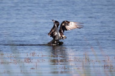Balık kartalı (Pandion haliaetus) avını sudan yakalar.