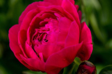 Kırmızı şakayık kral çiçeğinin bulanık arkaplanlı sığ bir odak noktası.