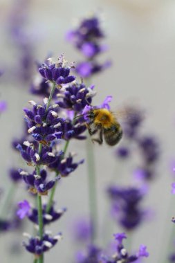 İngiliz lavantasının dikey görüntüsü.