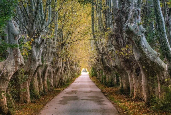 Beco Misterioso Através Velhas Árvores Gigantes Uma Luz Final — Fotografia de Stock
