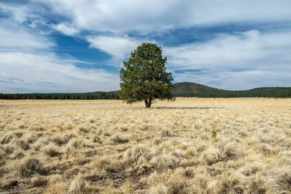 Malerischer Blick Auf Einsame Kiefer Baum Wächst Riesigen Feld Mit — Stockfoto