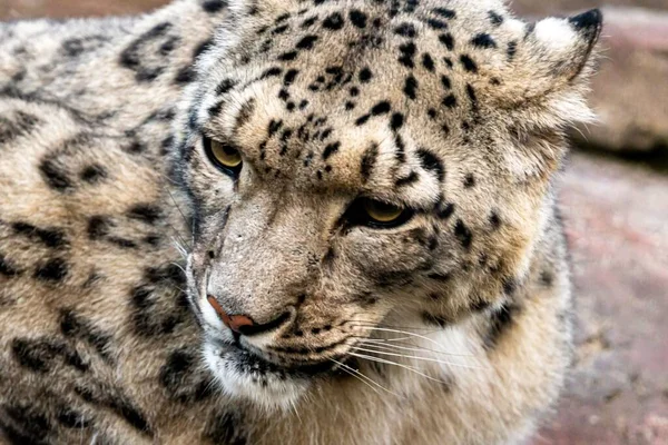 Ritratto Leopardo Delle Nevi Panthera Uncia — Foto Stock