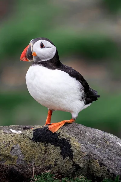 Tiro Vertical Puffin Com Bico Vermelho Empoleirado Uma Rocha Luz — Fotografia de Stock