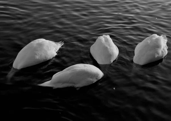 Снимок Белых Лебедей Оттенках Серого Ныряющих Головой Водой Поисках Пищи — стоковое фото