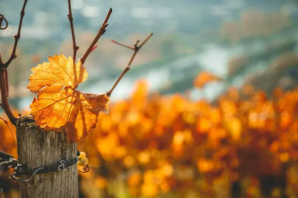 Detailní Záběr Žlutého Vinného Lístku Dřevěné Tyči Podzimní Vinicí Rozmazaném — Stock fotografie