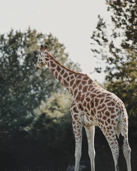 Une Girafe Nordique Debout Sur Une Forêt Ensoleillée Avec Des — Photo