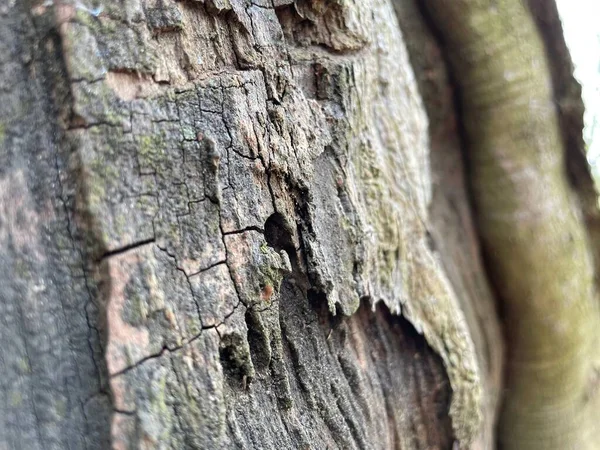 Крупный План Текстуры Коры Дерева — стоковое фото