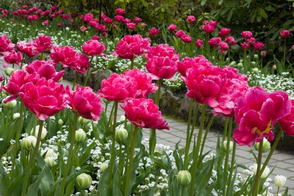 Die Rosa Schönen Blumen Einem Park Der Nähe Von Steinweg — Stockfoto