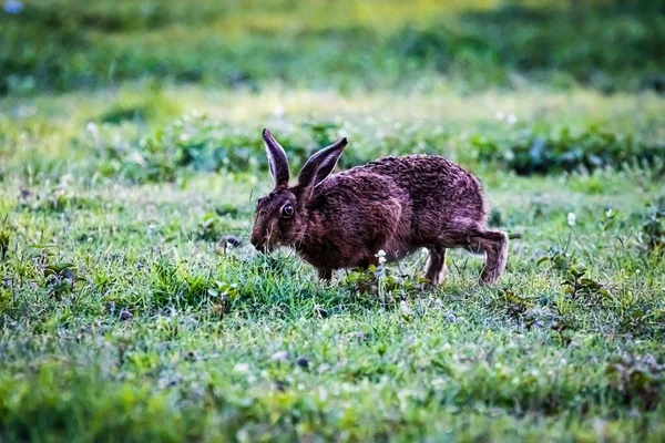 Europeisk Hare Lepus Europaeus Sitter Ett Grönt Gräs — Stockfoto