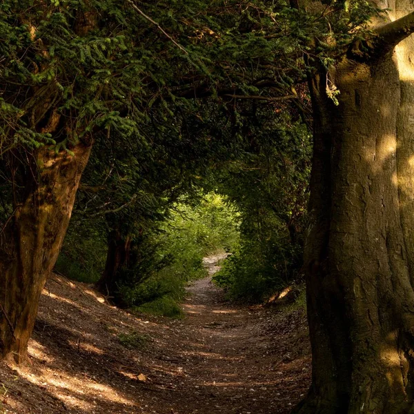 Тоннель Деревьев Солнечным Светом — стоковое фото