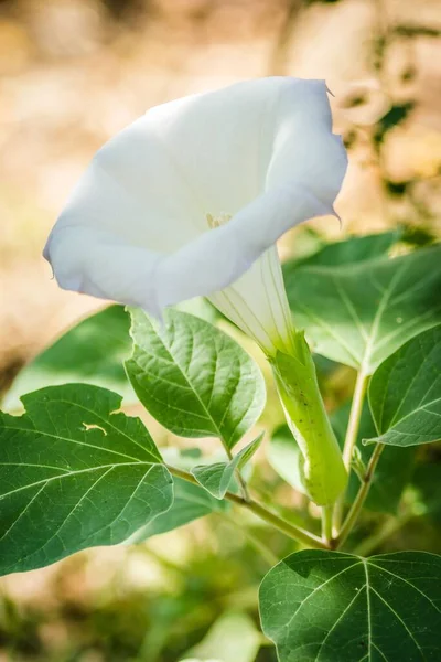 Pionowy Strzał Dzwonowego Kształtnego Białego Kwiatu Rośliny Datura — Zdjęcie stockowe