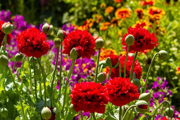 Μια Επιλεκτική Φωτογραφία Ανθισμένα Κόκκινα Λουλούδια Έναν Κήπο — Φωτογραφία Αρχείου