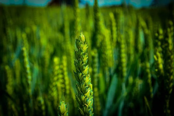 Plan Sélectif Une Plante Céréalière Verte Dans Champ Petit Village — Photo