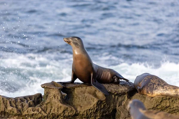 Tembakan Fokus Selektif Dari Sea Lion Basking Matahari Pantai Berbatu — Stok Foto