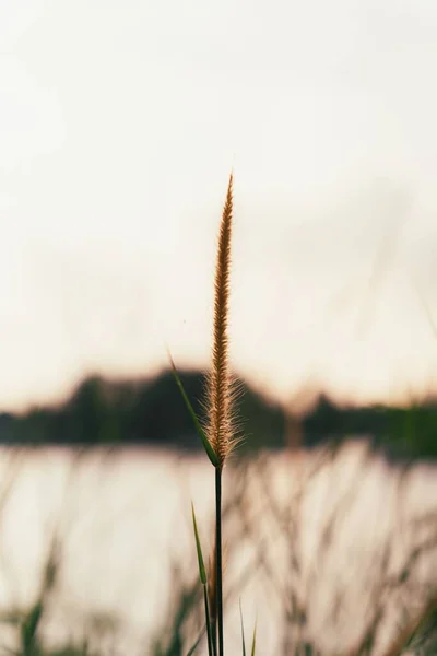 Tiro Vertical Uma Grama Penas Com Uma Paisagem Aquática Fundo — Fotografia de Stock