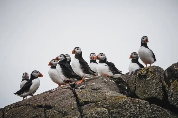 Bir Atlantik Martı Kuşu Kolonisi Arka Planda Gökyüzü Olan Bir — Stok fotoğraf