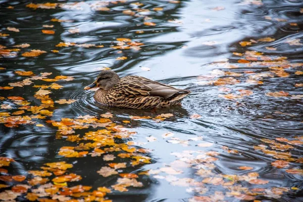 Mallard Nadando Lago Com Folhas Outono — Fotografia de Stock