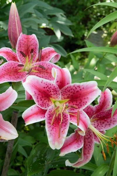 Pionowe Ujęcie Kwiatów Lily Stargazer Zielonymi Roślinami — Zdjęcie stockowe