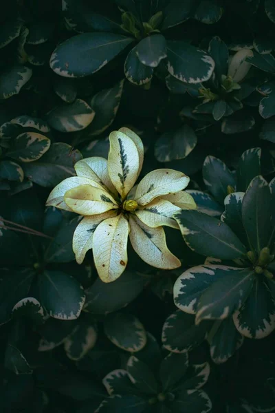 잎으로 둘러싸인 — 스톡 사진